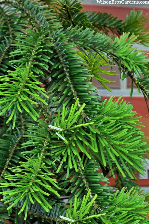 Weeping Veitch Fir (Abies Veitchii 'Pendula') - 2 Gallon Pot