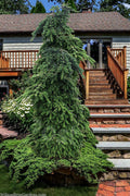  Weeping Veitch Fir (Abies Veitchii 'Pendula') - 2 Gallon Pot
