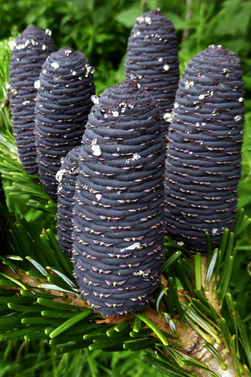  Weeping Veitch Fir (Abies Veitchii 'Pendula') - 2 Gallon Pot