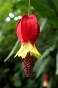  Brazilian Bellflower (Abutilon Megapotamicum) - 2 Gallon Pot
