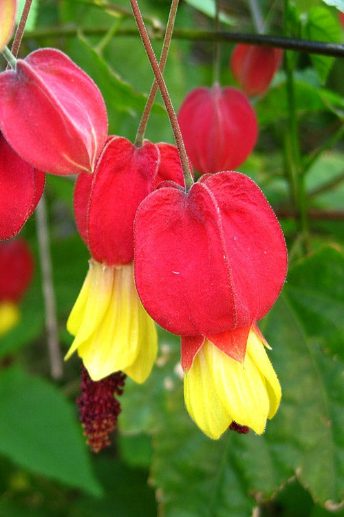  Brazilian Bellflower (Abutilon Megapotamicum) - 2 Gallon Pot
