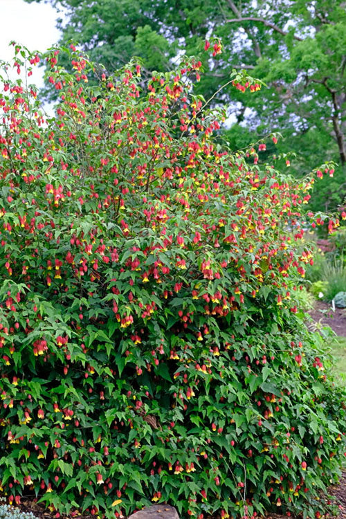  Brazilian Bellflower (Abutilon Megapotamicum) - 2 Gallon Pot