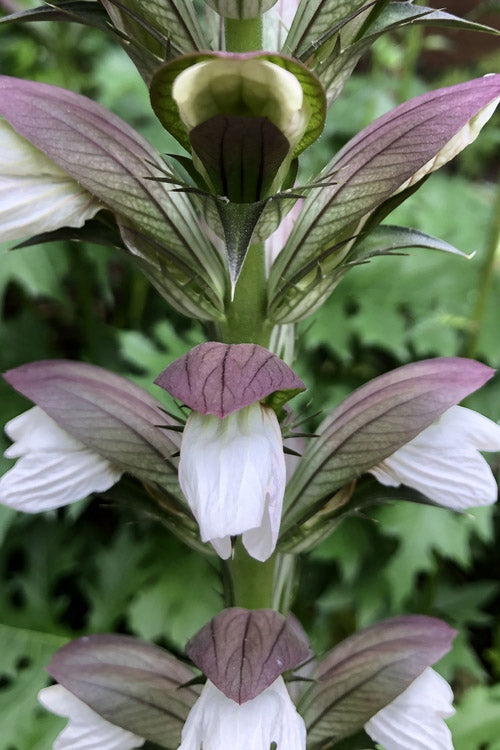  Summer Beauty Bear's Breeches (Acanthus) - 1 Gallon Pot