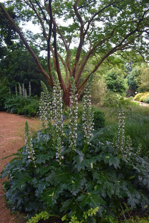  Summer Beauty Bear's Breeches (Acanthus) - 1 Gallon Pot
