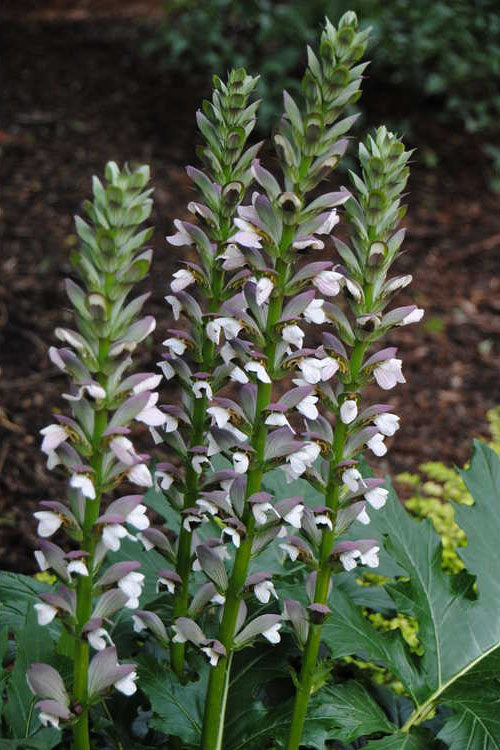  Summer Beauty Bear's Breeches (Acanthus) - 1 Gallon Pot