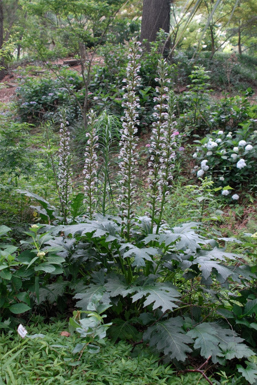  Summer Beauty Bear's Breeches (Acanthus) - 1 Gallon Pot