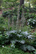  Summer Beauty Bear's Breeches (Acanthus) - 1 Gallon Pot