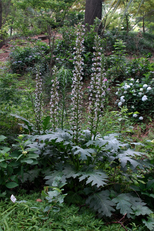  Summer Beauty Bear's Breeches (Acanthus) - 1 Gallon Pot