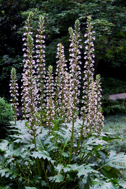  Summer Beauty Bear's Breeches (Acanthus) - 1 Gallon Pot