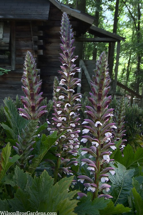  Summer Beauty Bear's Breeches (Acanthus) - 1 Gallon Pot