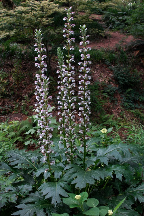  Summer Beauty Bear's Breeches (Acanthus) - 1 Gallon Pot