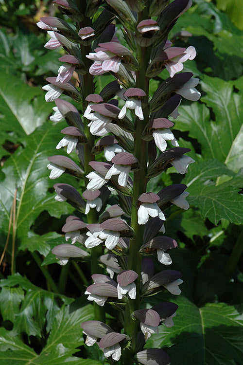  Summer Beauty Bear's Breeches (Acanthus) - 1 Gallon Pot