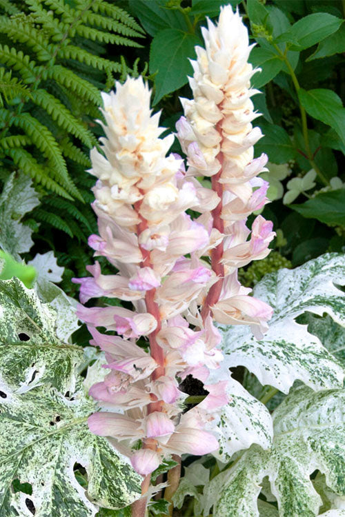  Whitewater Bear's Breeches (Acanthus) - 6 Pack Of 1 Gallon Pots