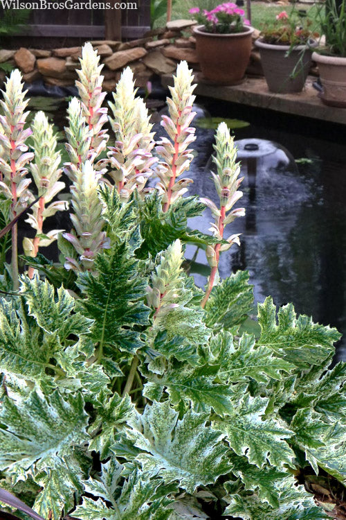  Whitewater Bear's Breeches (Acanthus) - 6 Pack Of 1 Gallon Pots