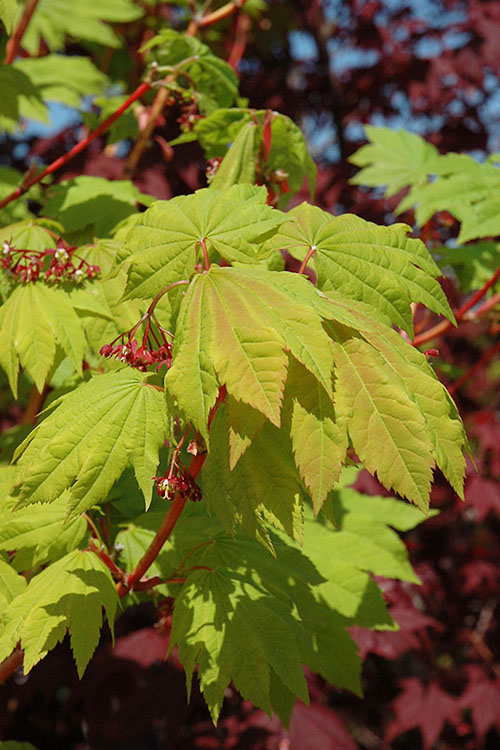  Pacific Fire Vine Maple - 5 Gallon Pot