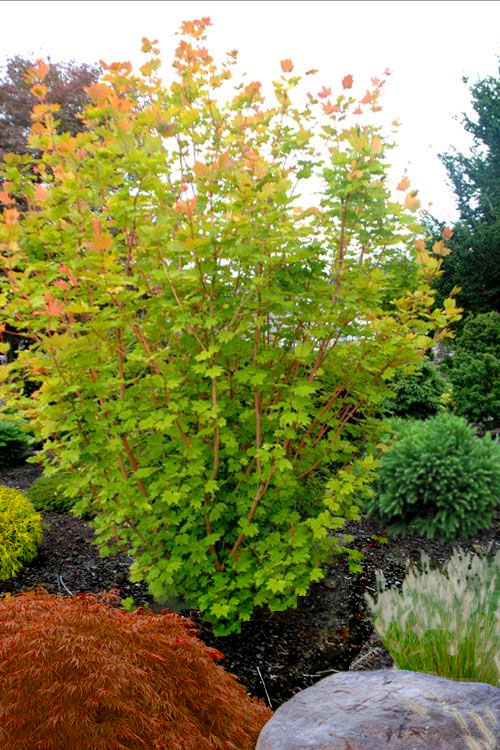  Pacific Fire Vine Maple - 1 Gallon Pot (COPY)