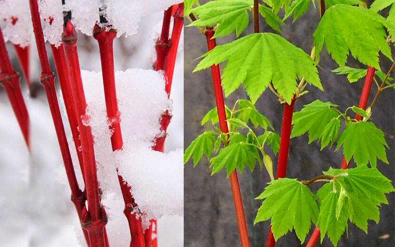  Pacific Fire Vine Maple - 1 Gallon Pot (COPY)