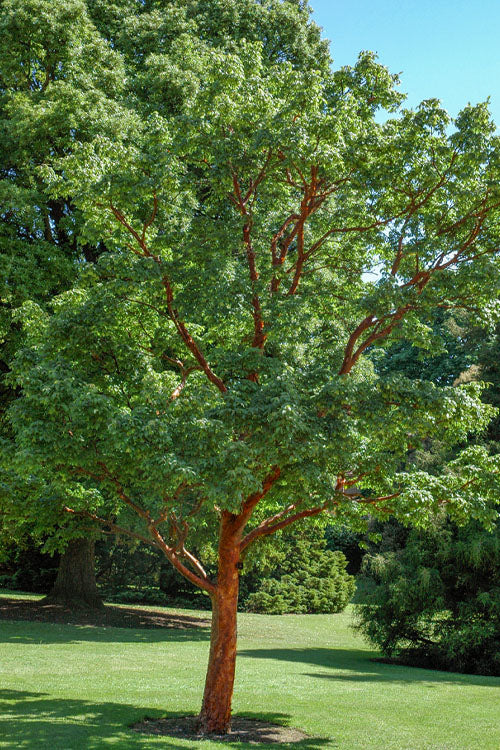  Paperbark Maple Tree (Acer Griseum) - 3 Gallon Pot (4-5')