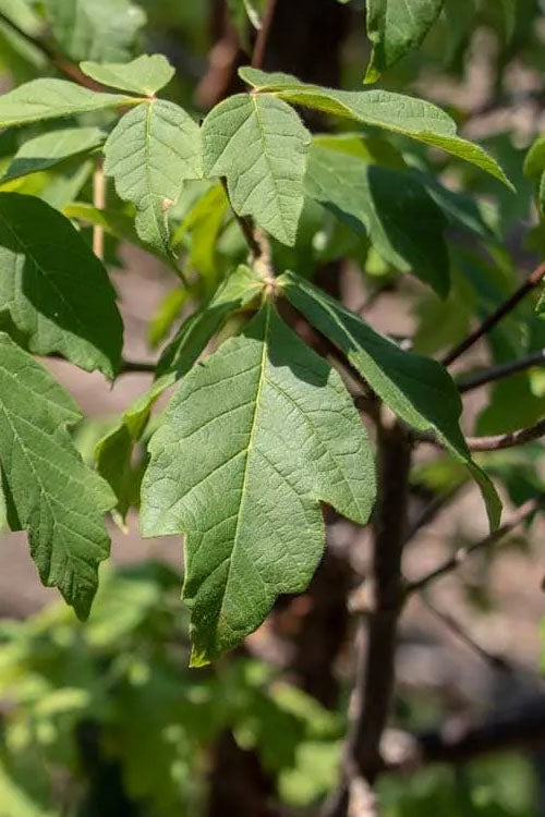  Paperbark Maple Tree (Acer Griseum) - 7 Gallon Pot (6-7')