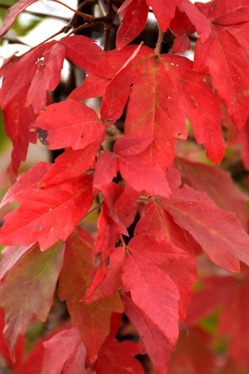  Paperbark Maple Tree (Acer Griseum) - 2 Gallon Pot
