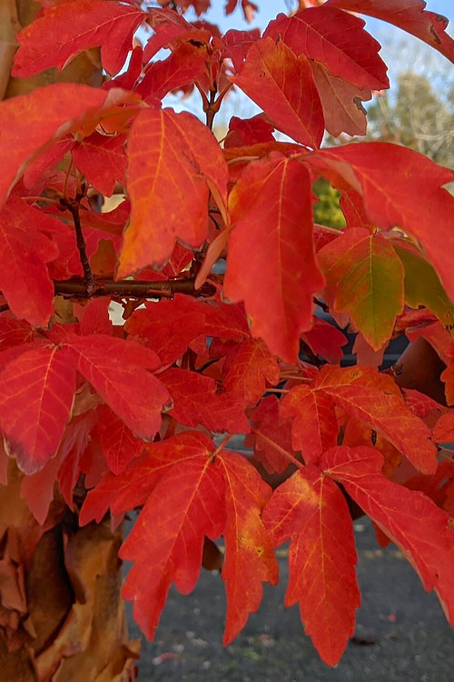  Paperbark Maple Tree (Acer Griseum) - 7 Gallon Pot (6-7')