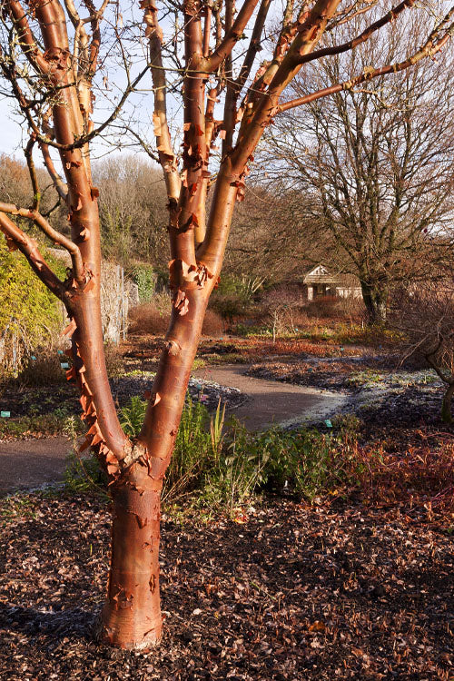 Paperbark Maple Tree (Acer Griseum) - 7 Gallon Pot (6-7')