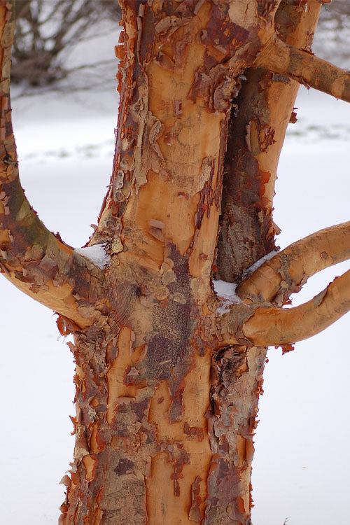  Paperbark Maple Tree (Acer Griseum) - 7 Gallon Pot (6-7')