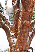  Paperbark Maple Tree (Acer Griseum) - 7 Gallon Pot (6-7')