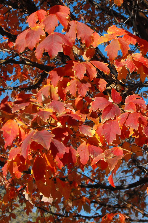  Paperbark Maple Tree (Acer Griseum) - 2 Gallon Pot