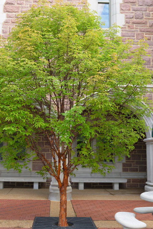 Paperbark Maple Tree (Acer Griseum) - 7 Gallon Pot (6-7')
