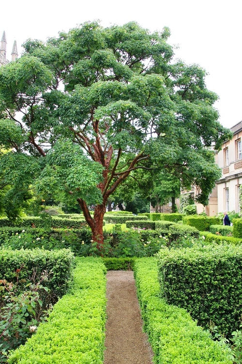  Paperbark Maple Tree (Acer Griseum) - 3 Gallon Pot (4-5')