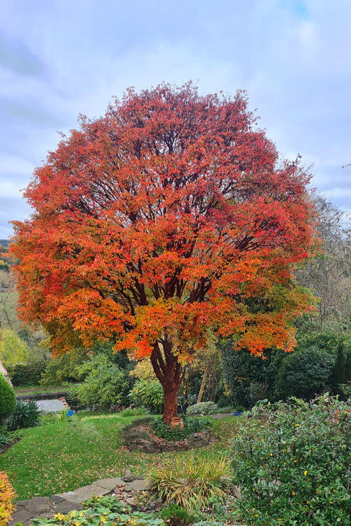  Paperbark Maple Tree (Acer Griseum) - 7 Gallon Pot (6-7')