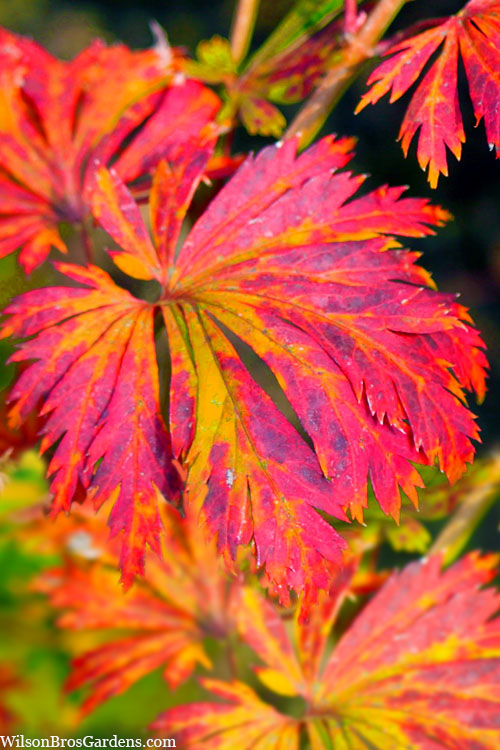  Dancing Peacock Japanese Maple (Acer Japonicum 'Aconitifolium') - 7 Gallon Pot (4-5’)