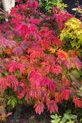  Dancing Peacock Japanese Maple (Acer Japonicum 'Aconitifolium') - 5 Gallon Pot