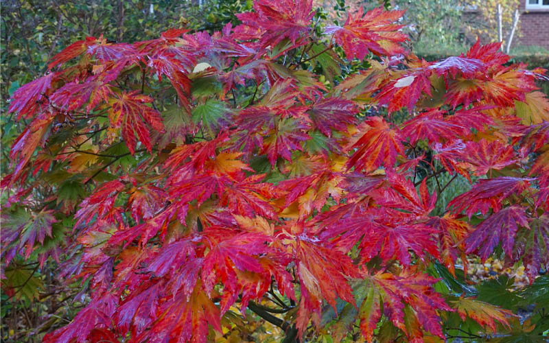  Dancing Peacock Japanese Maple (Acer Japonicum 'Aconitifolium') - 1 Gallon Pot