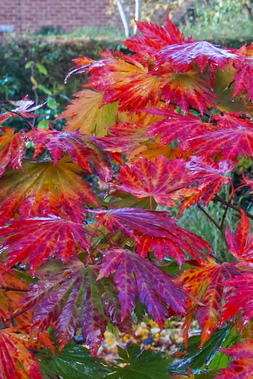  Dancing Peacock Japanese Maple (Acer Japonicum 'Aconitifolium') - 1 Gallon Pot