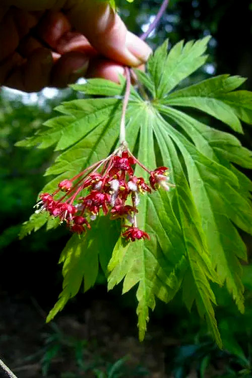  Dancing Peacock Japanese Maple (Acer Japonicum 'Aconitifolium') - 7 Gallon Pot (4-5’)