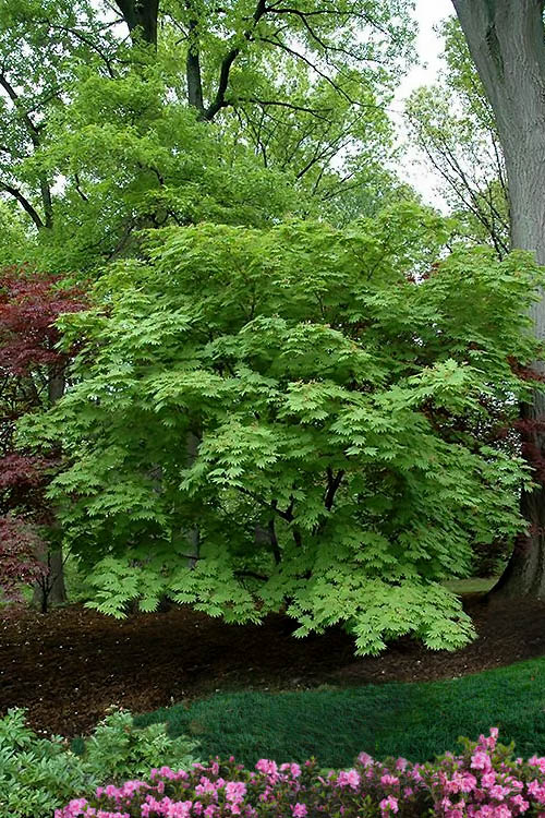  Dancing Peacock Japanese Maple (Acer Japonicum 'Aconitifolium') - 7 Gallon Pot (4-5’)