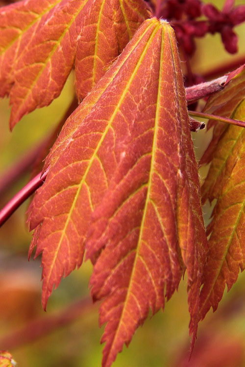  Emmett's Pumpkin Japanese Maple (Acer Japonicum) - 1 Gallon Pot