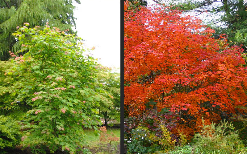  Emmett's Pumpkin Japanese Maple (Acer Japonicum) - 1 Gallon Pot