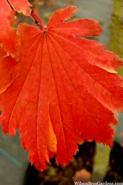 Emmett's Pumpkin Japanese Maple (Acer Japonicum) - 1 Gallon Pot