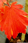  Emmett's Pumpkin Japanese Maple (Acer Japonicum) - 1 Gallon Pot