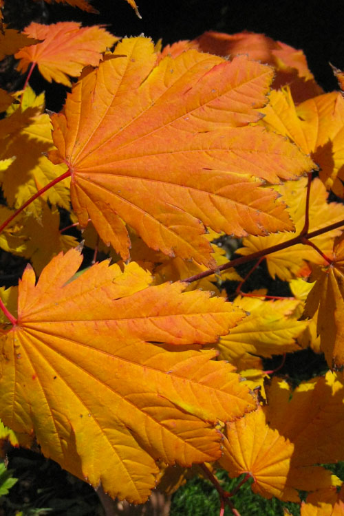  Emmett's Pumpkin Japanese Maple (Acer Japonicum) - 1 Gallon Pot