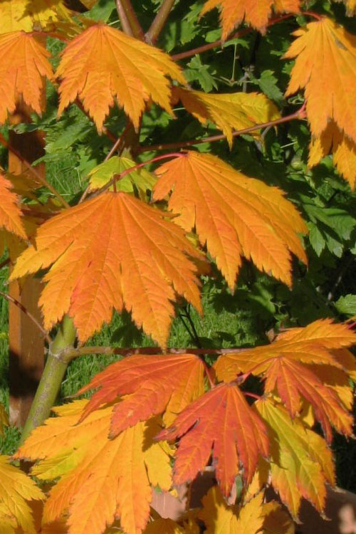  Emmett's Pumpkin Japanese Maple (Acer Japonicum) - 1 Gallon Pot