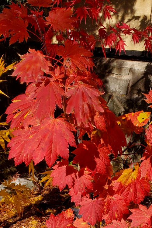  Emmett's Pumpkin Japanese Maple (Acer Japonicum) - 1 Gallon Pot