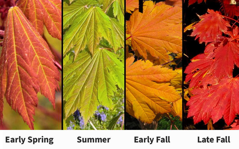  Emmett's Pumpkin Japanese Maple (Acer Japonicum) - 1 Gallon Pot