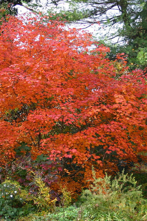  Emmett's Pumpkin Japanese Maple (Acer Japonicum) - 1 Gallon Pot