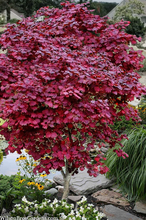  Ruby Full Moon Japanese Maple - 7 Gallon Pot