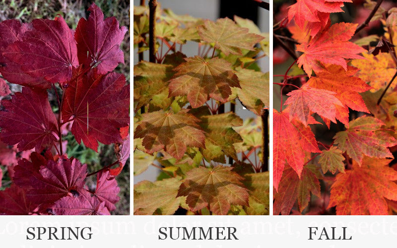  Ruby Full Moon Japanese Maple - 7 Gallon Pot