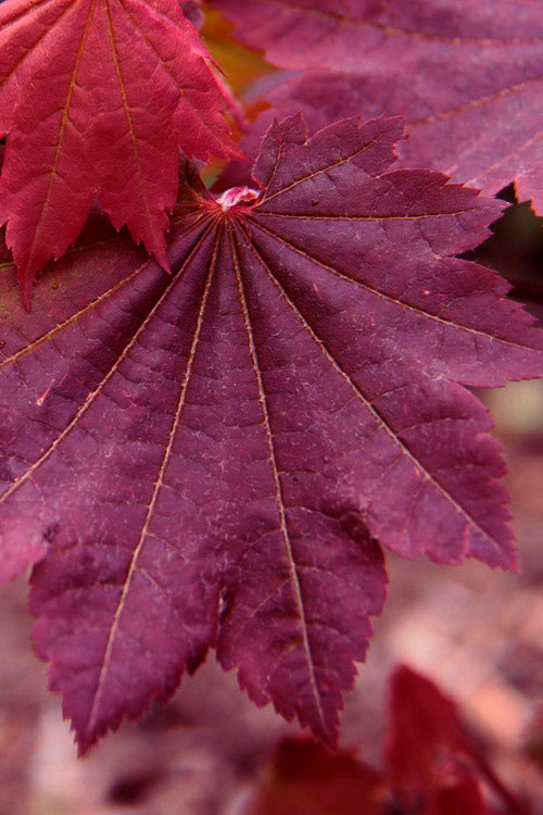  Ruby Full Moon Japanese Maple - 3 Gallon Pot